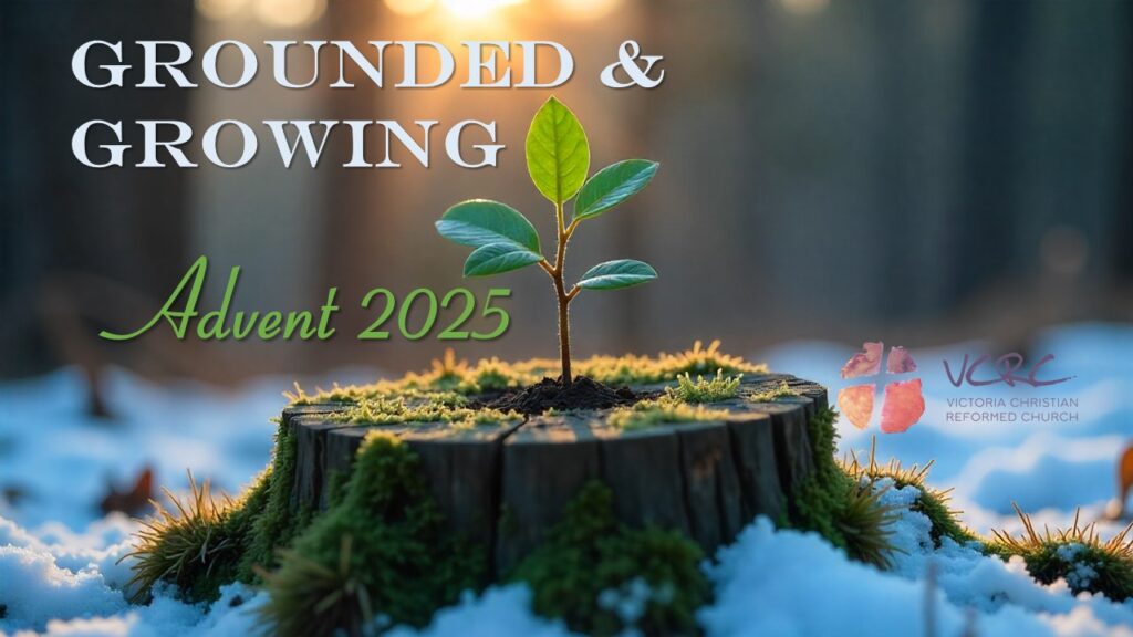 shoot emerging from stump, snow on the ground, sunny winter morning